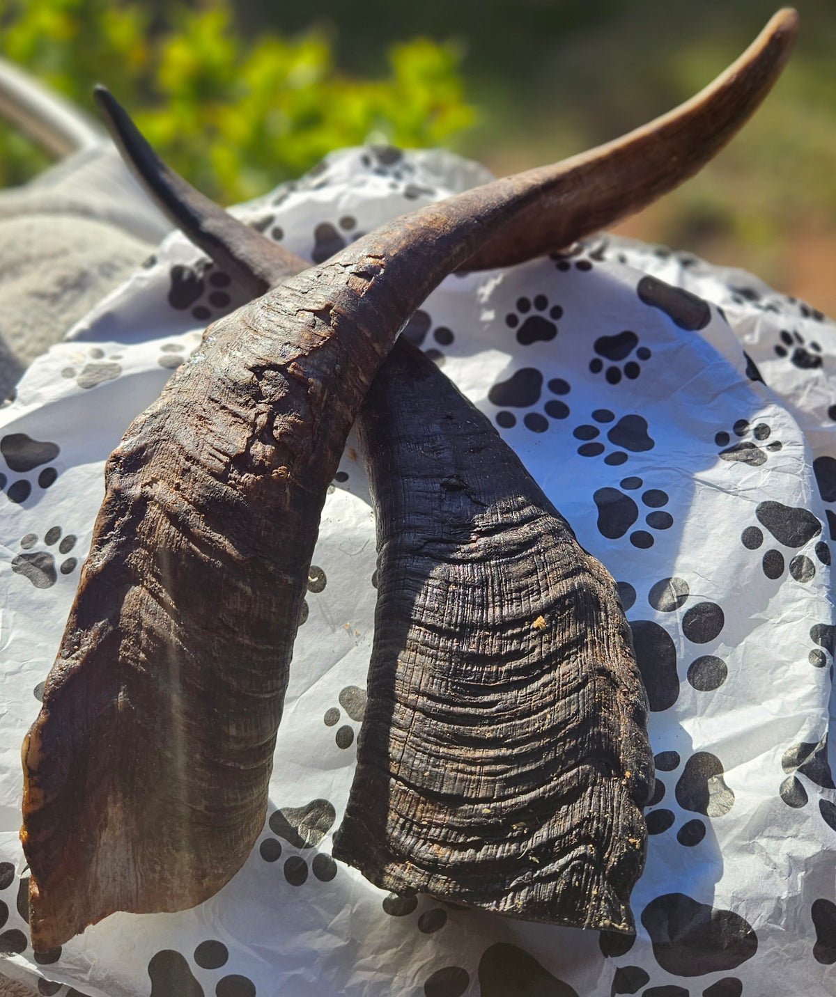 Goat Horn with marrow    Jumbo approximately 30cm