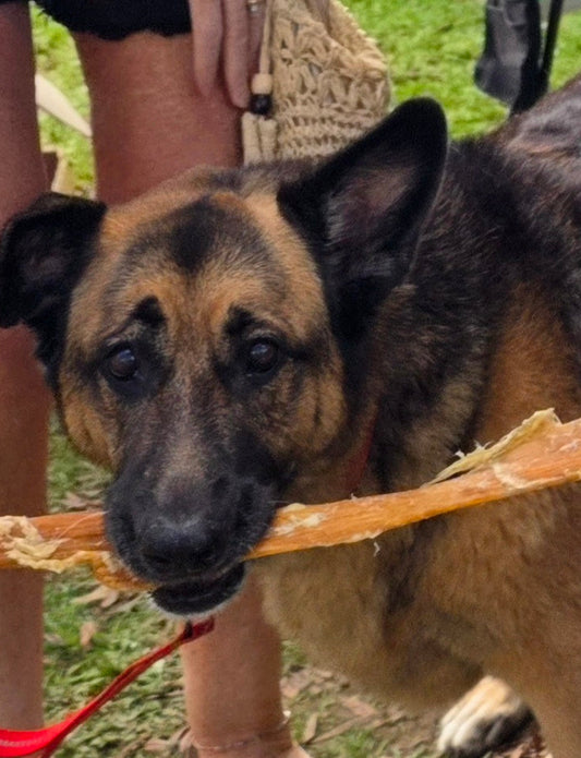 Beef Tendon Chew Large           approximately 30cm