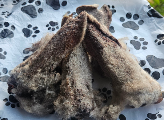 Lamb Ears Wooly                         (5 per packet)
