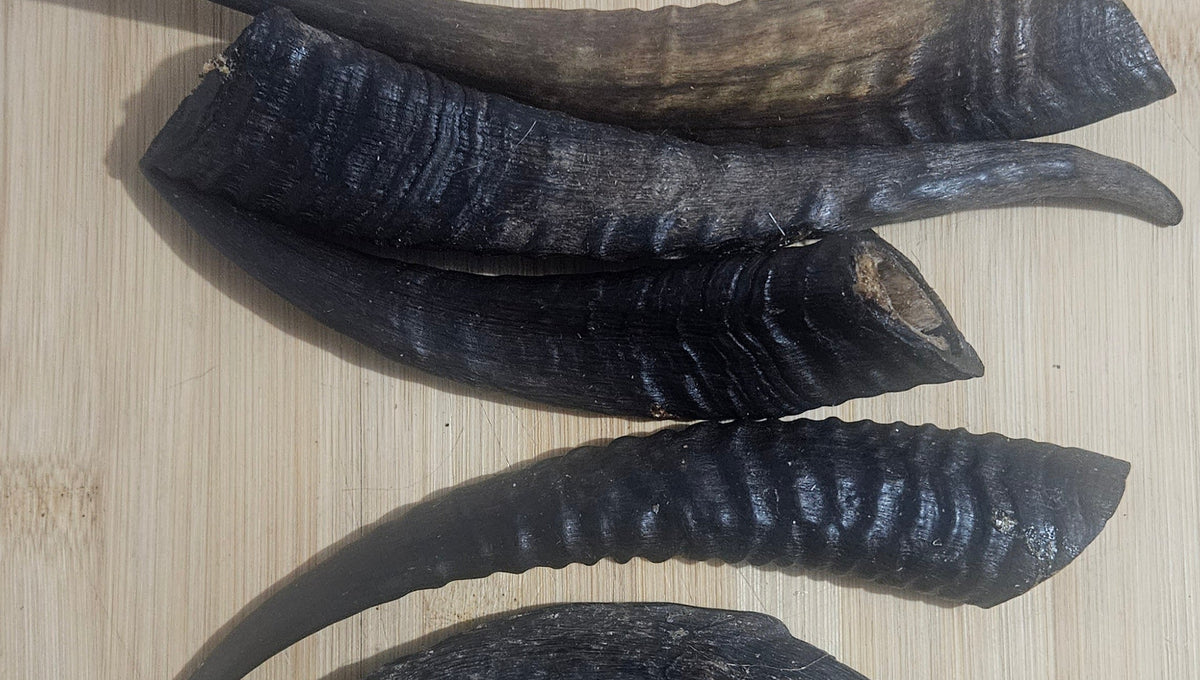 Goats Horn Small