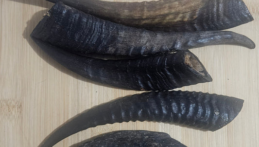 Goats Horn Small