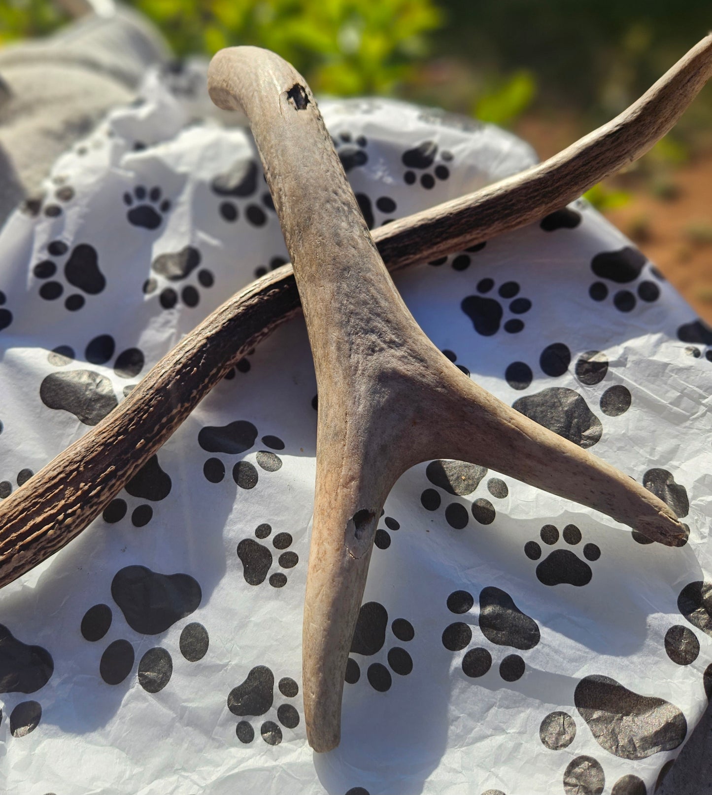 Deer Antler variable sizes